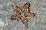 Echinoderm (Crinoids+ Starfish) Association - Kaid Rami, Morocco #102836-2